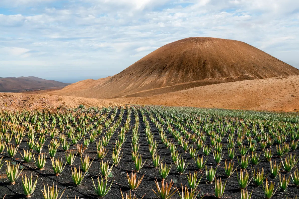 Autres spécialités espagnoles - Nature Conexión
