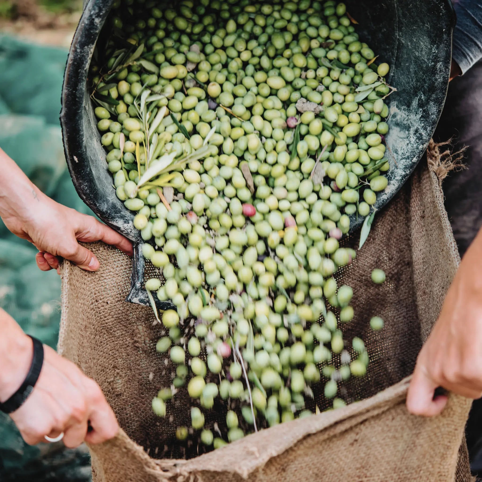 Olives espagnoles - Nature Conexión