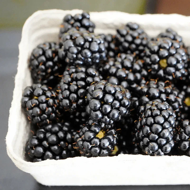 Confiture de Mûre Bio - Nature Conexión