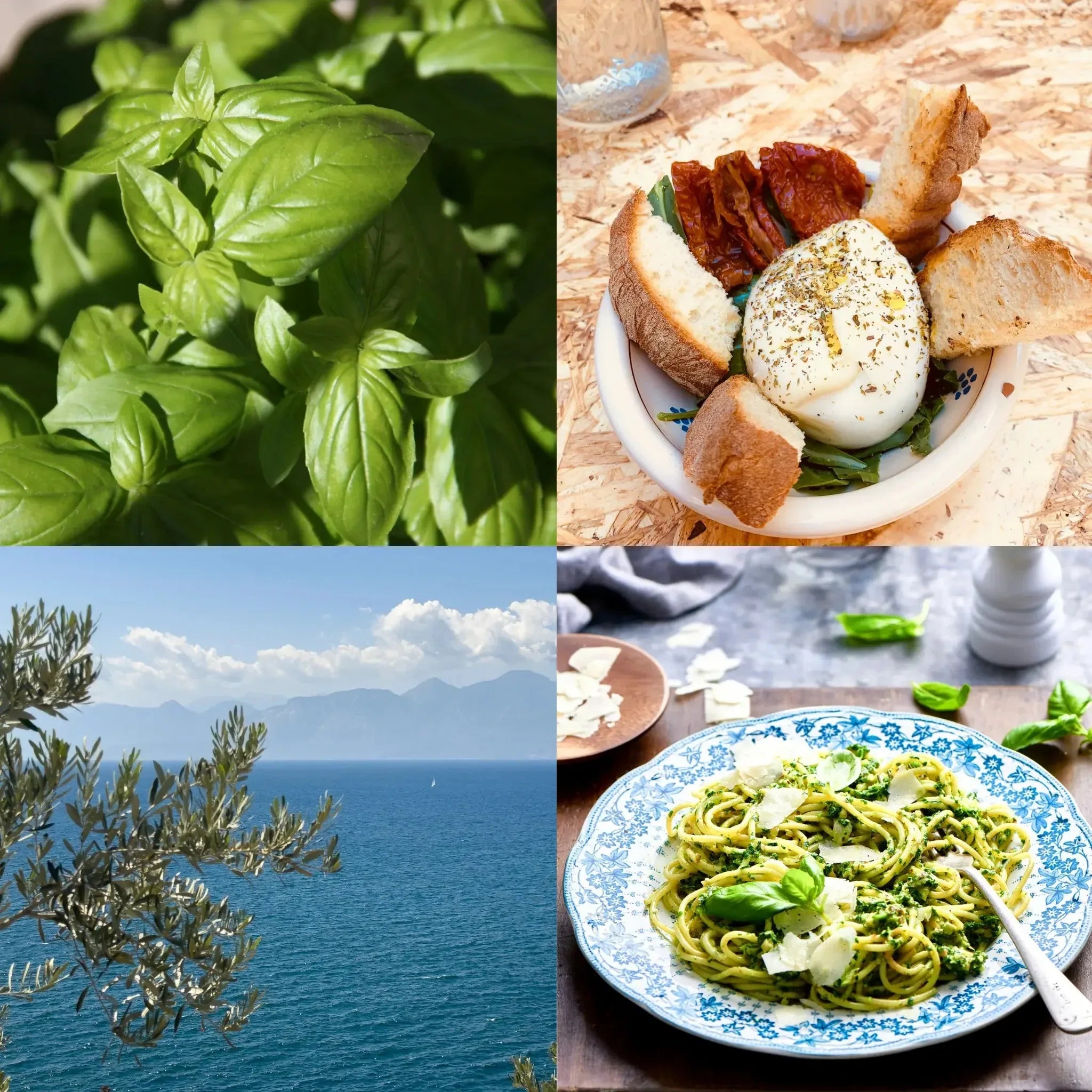 Huile d’olive Extra vierge au Basilic - Nature Conexión