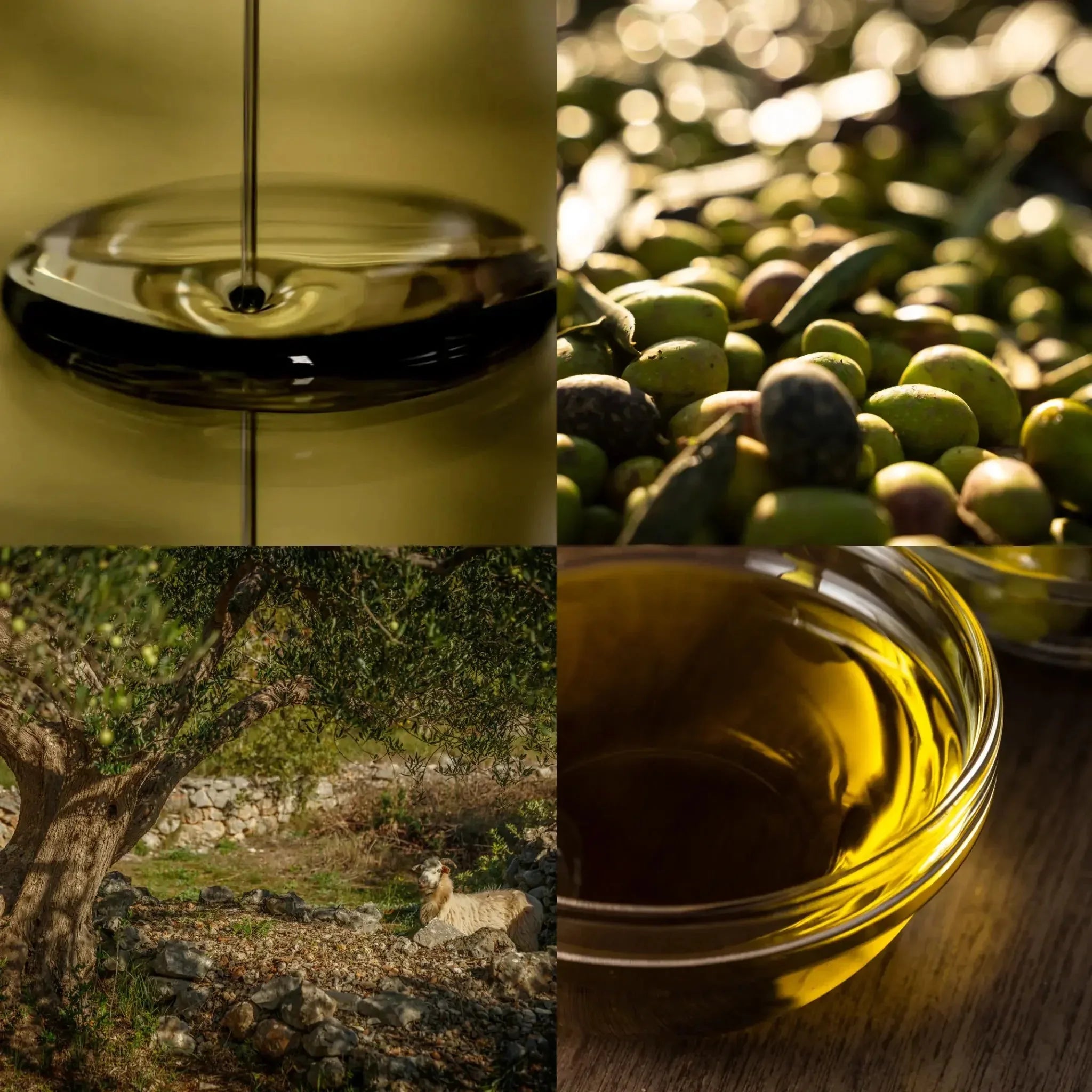 Huile d’olive Extra vierge Koroneiki - Nature Conexión
